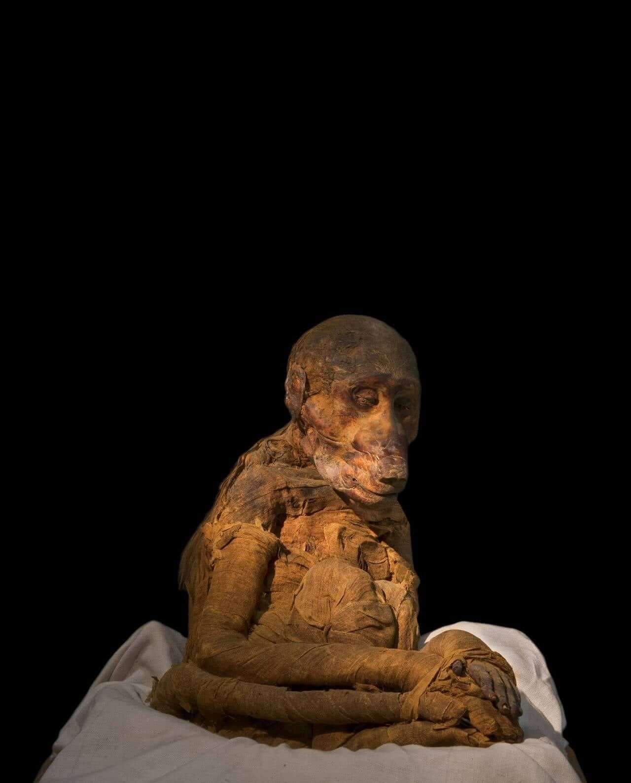 Mummy Of A Baboon Egypt Museum