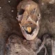 Mummy with the Golden Tongue