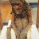 Mummy of a Baboon